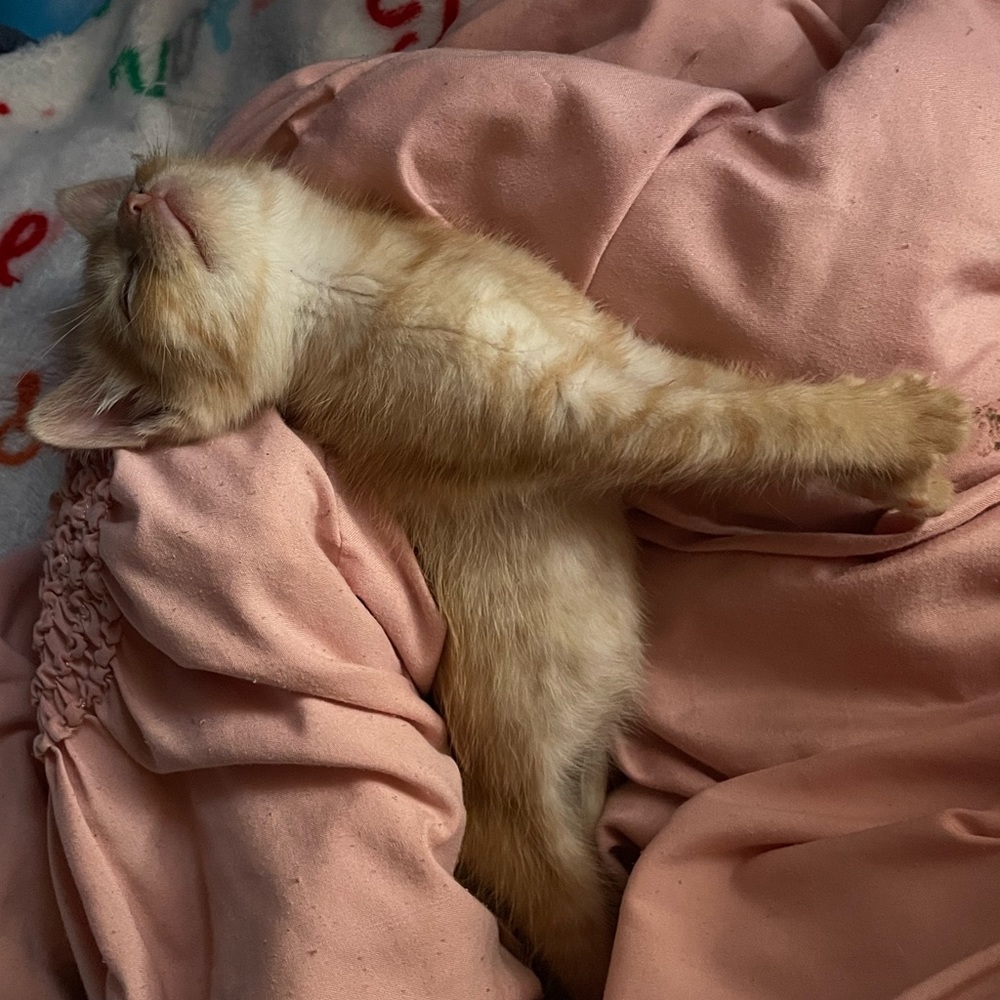 Meet your Posher, Abigal